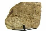 Fossil Triceratops Limb Section w/ Metal Stand - South Dakota #354340-4
